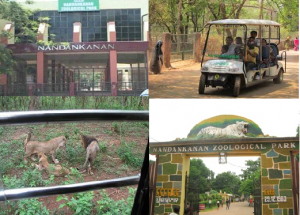 Nandankanan-zoo-odisha